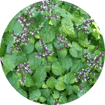 Patchouli
