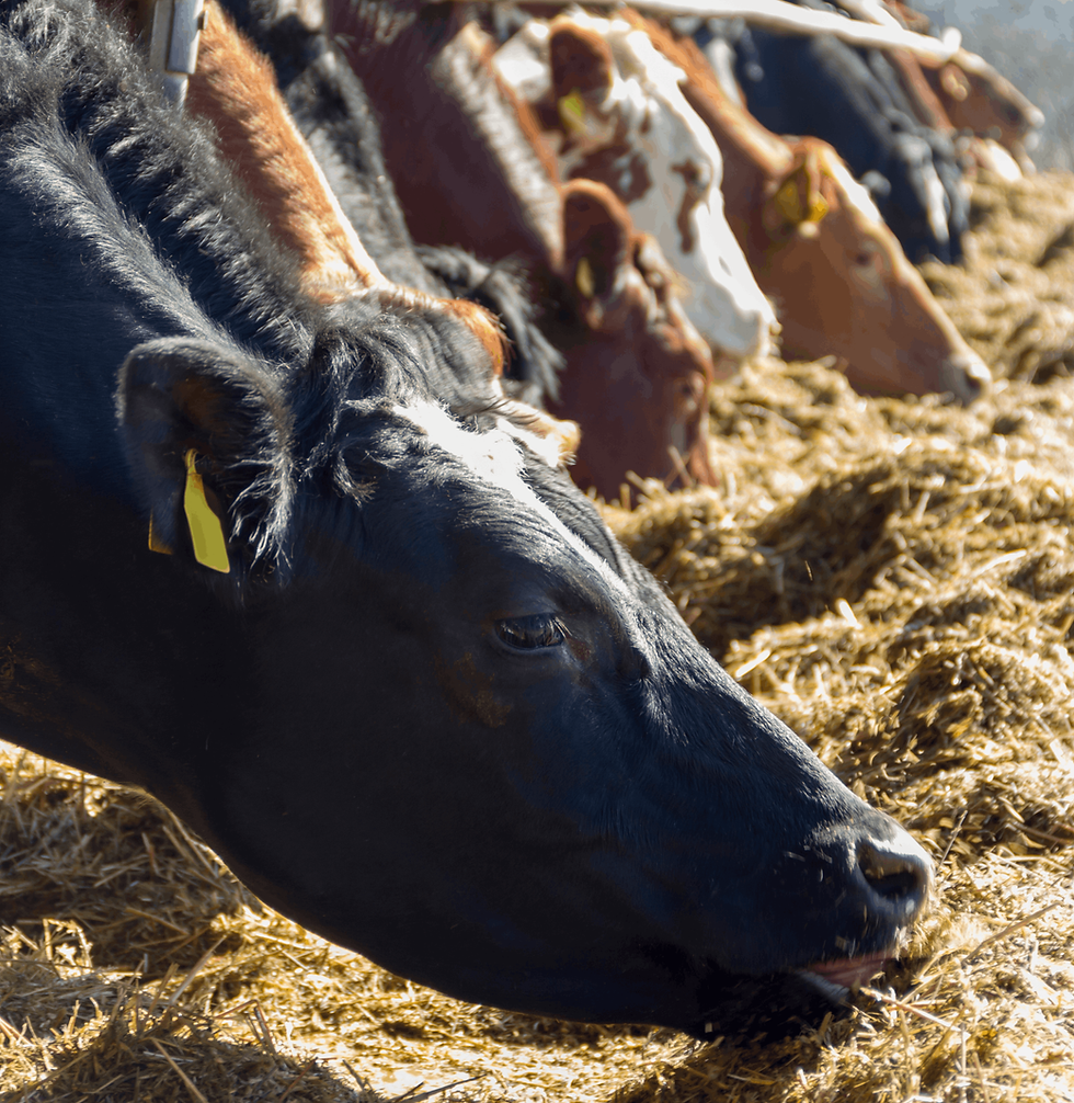 Image by Carolien van Oijen