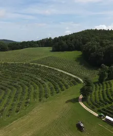 Aerial view of Jeter Mountain Farm's blueberry fields