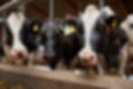 Keep Silage Stable From Open to Feed-Out