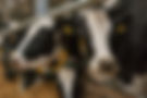 domestic-cattle-in-stall-on-dairy-farm-2026-03-18-15-51-20-utc (1).jpg