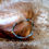 Thumbnail: TOUCH OF ANGELS BRACELET - Green Apatite