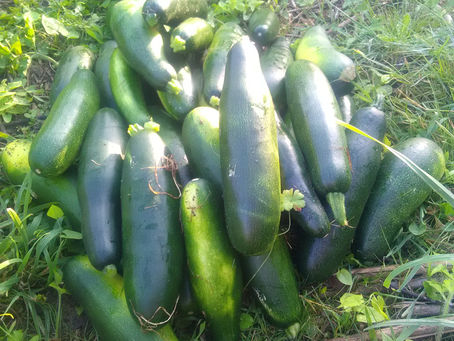 Courgettes