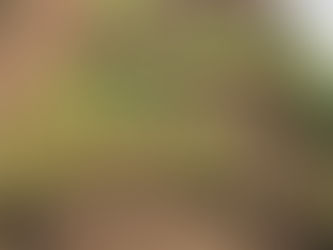 LES PLANTS À LA VENTE ARRIVENT BIENTÔT À LA FERME DES LONGS SILLONS