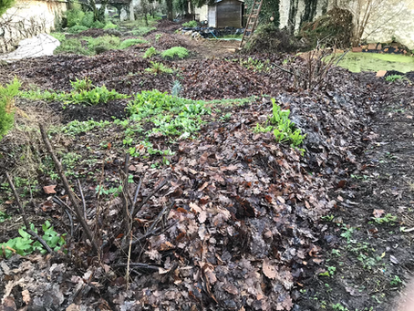 Ré-alimentation en feuilles des espaces