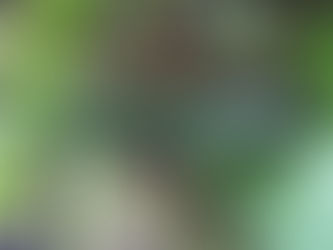 Premières courgettes et tomates