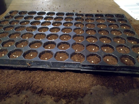 🌱 Premiers semis de la saison