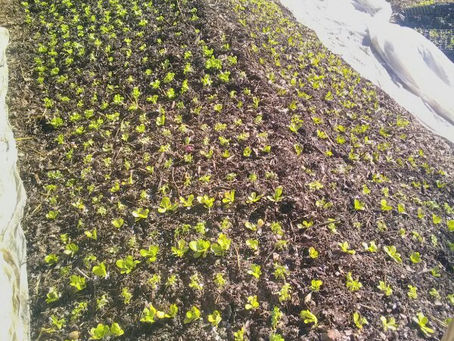 Suite des plantations