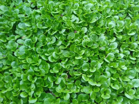 Mâche bientôt en vente