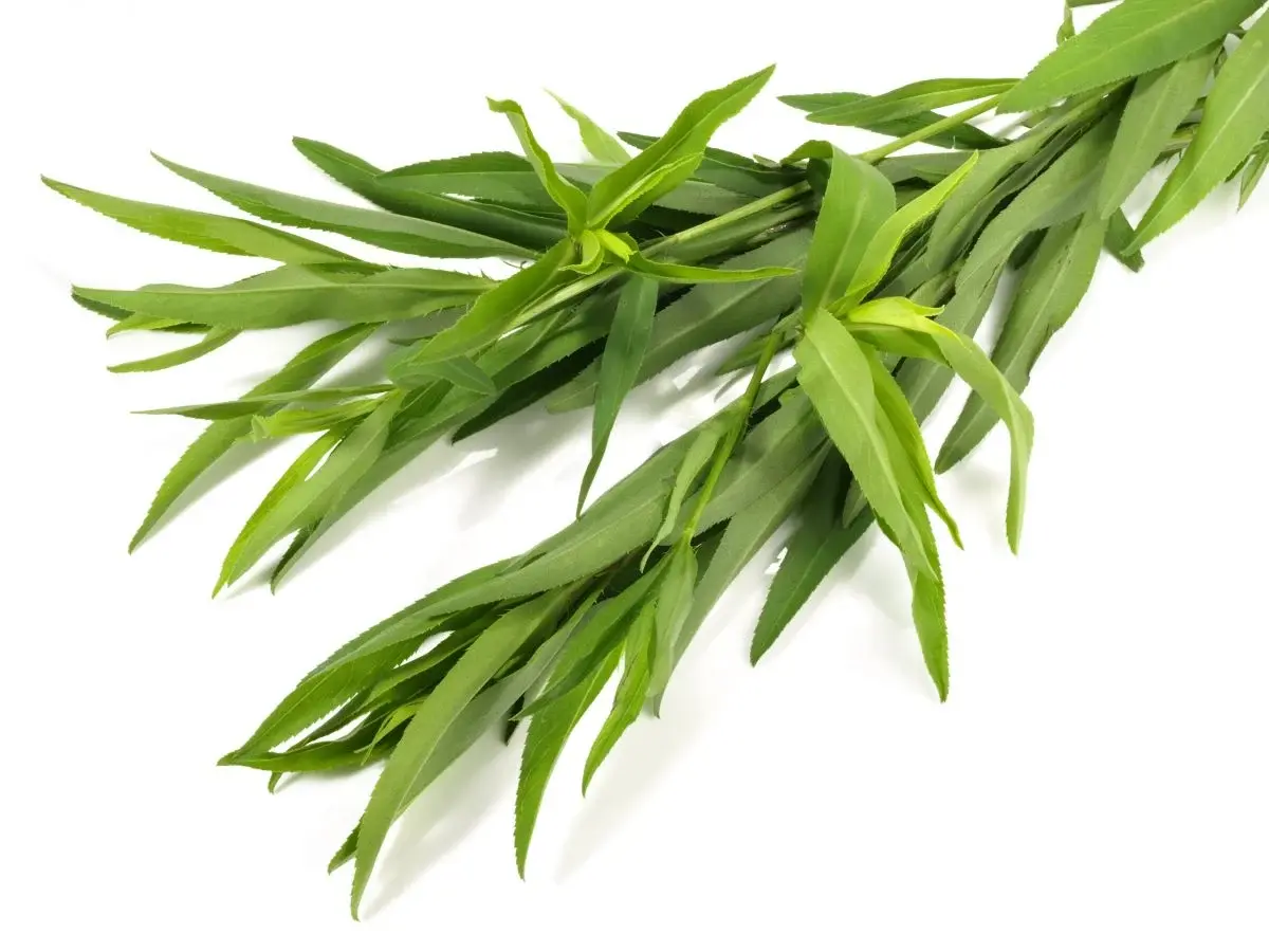 Plant d'Estragon