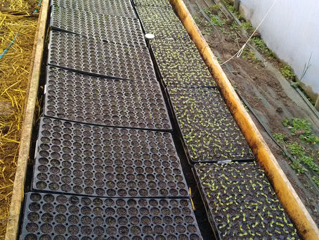 Transfert des premiers semis (laitues, poireaux) sur les premières couches chaudes, 35° dans la couc