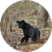 Bandipur