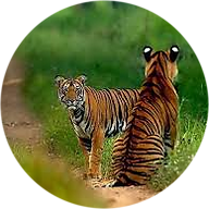 Mudumalai