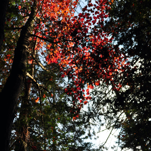 Algonquin Park in October