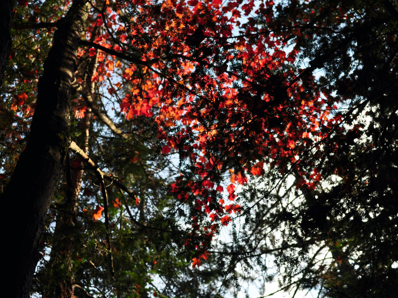 1D4886C2-FF06-4644-AA13-8DD1EA084AC3_1_201_a.jpeg