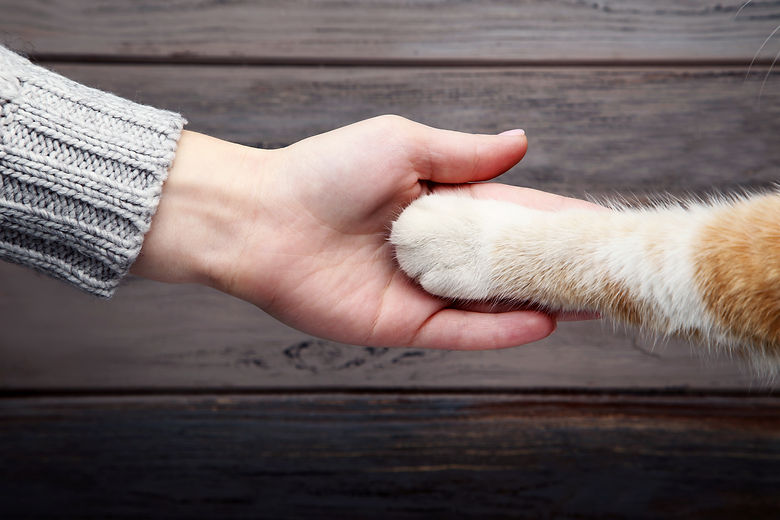 Female hand with cat paw on grey background.jpg