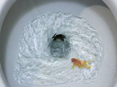Memoirs of a Goldfish
