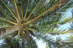 Belizian Palm