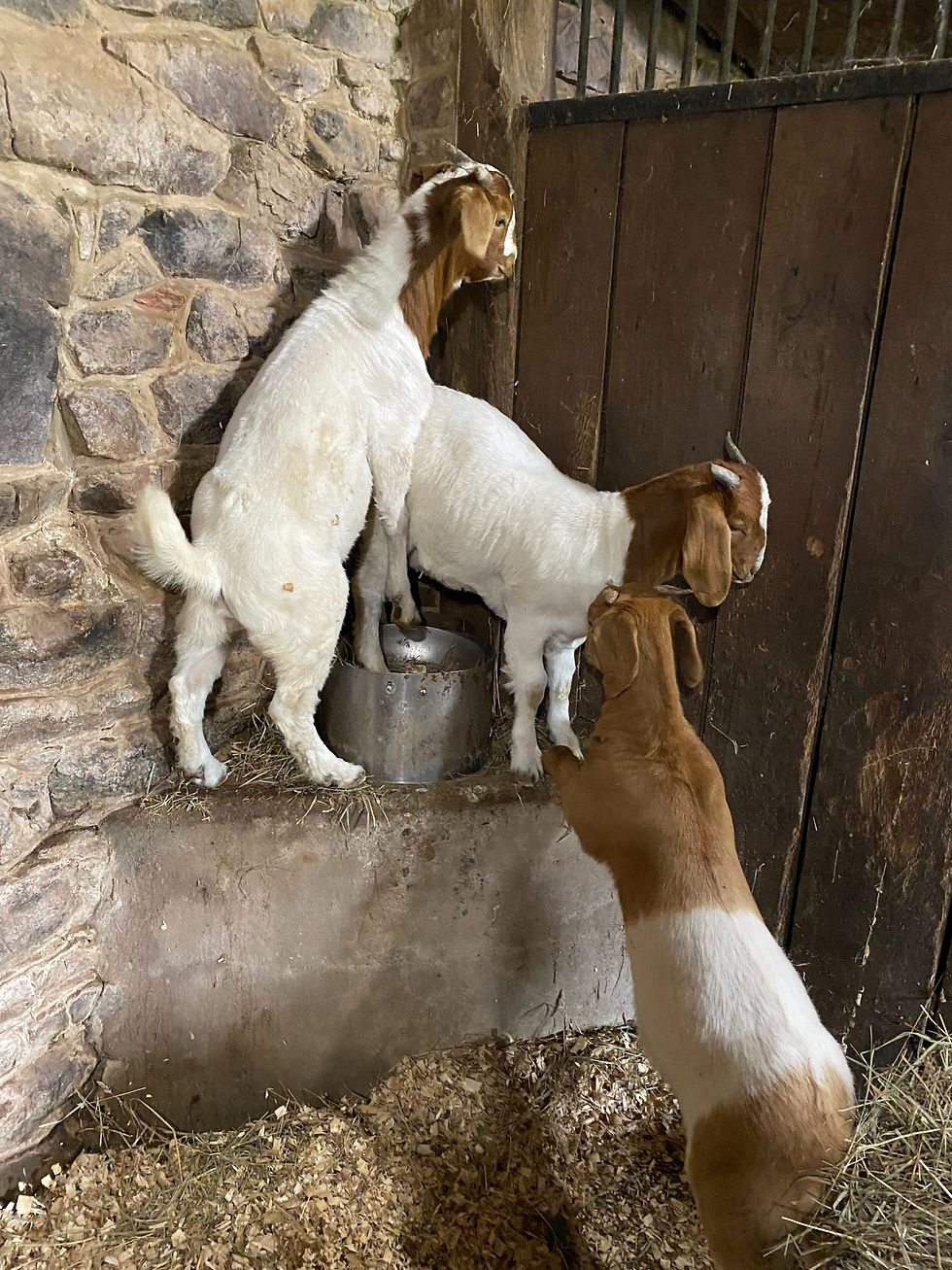 goats
