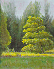 15. Evening Light