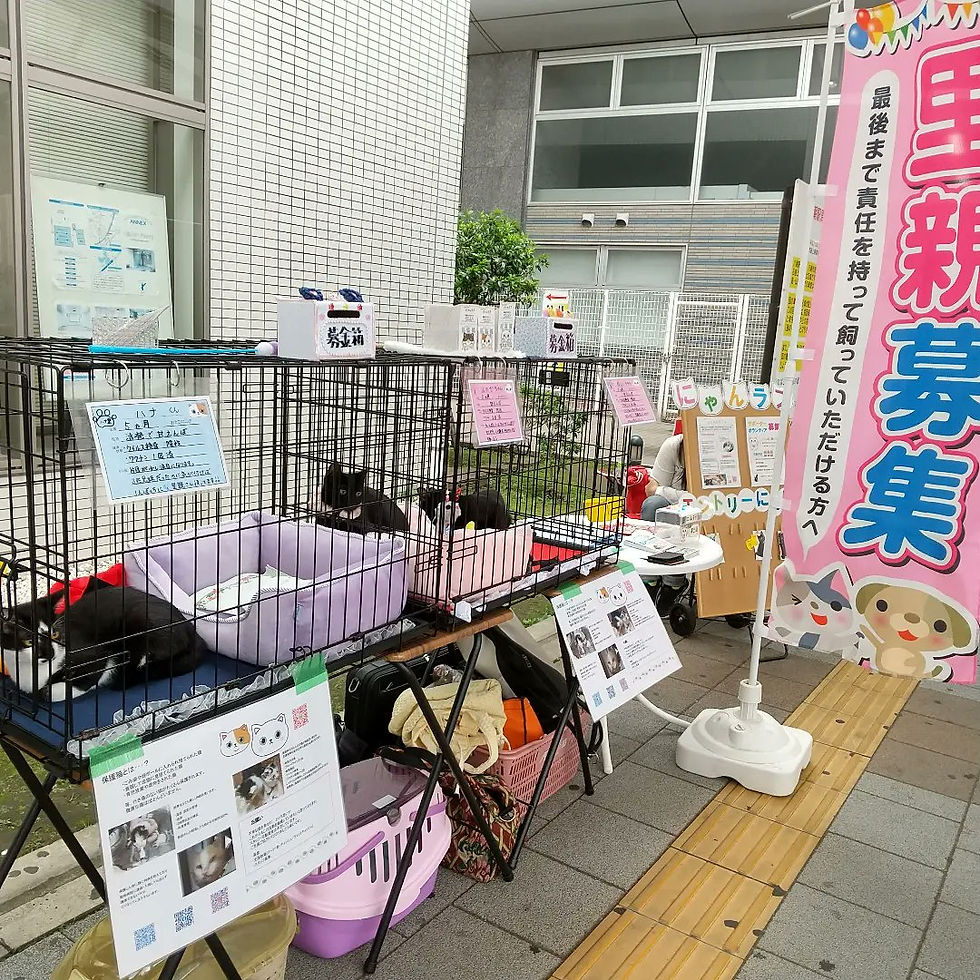 譲渡会@八潮駅前