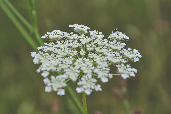 DSC_0014.jpg