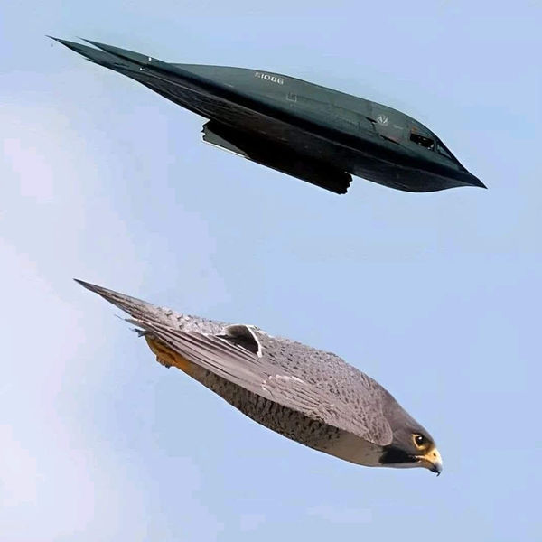 Stealth aircraft and peregrine falcon compared