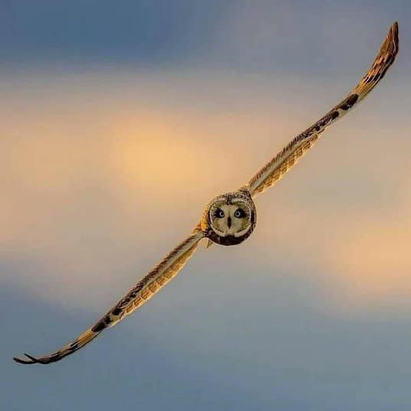 An owl in flight