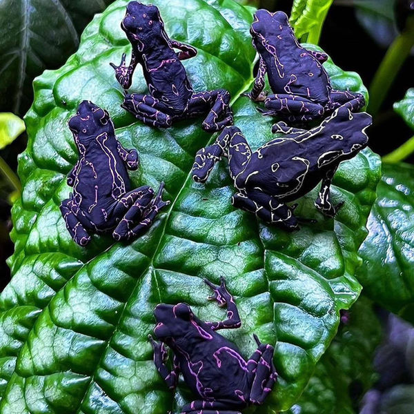 Nature photograph