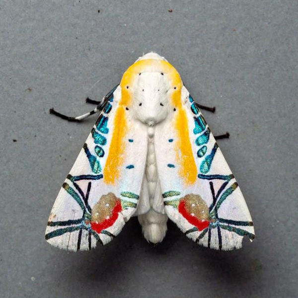Picasso moth