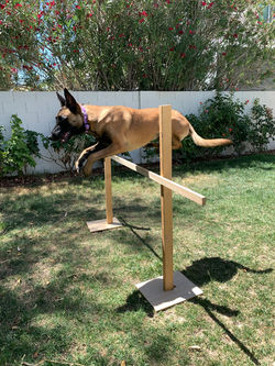 Las Vegas Dog Training