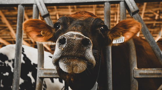 Jersey Cow on a dairy farm