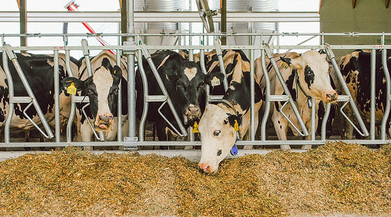 Dairy Cows Eating Sileage