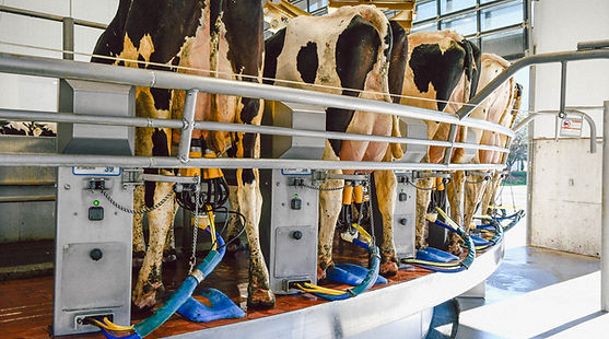 Milking in a rotary parlour on dairy farm