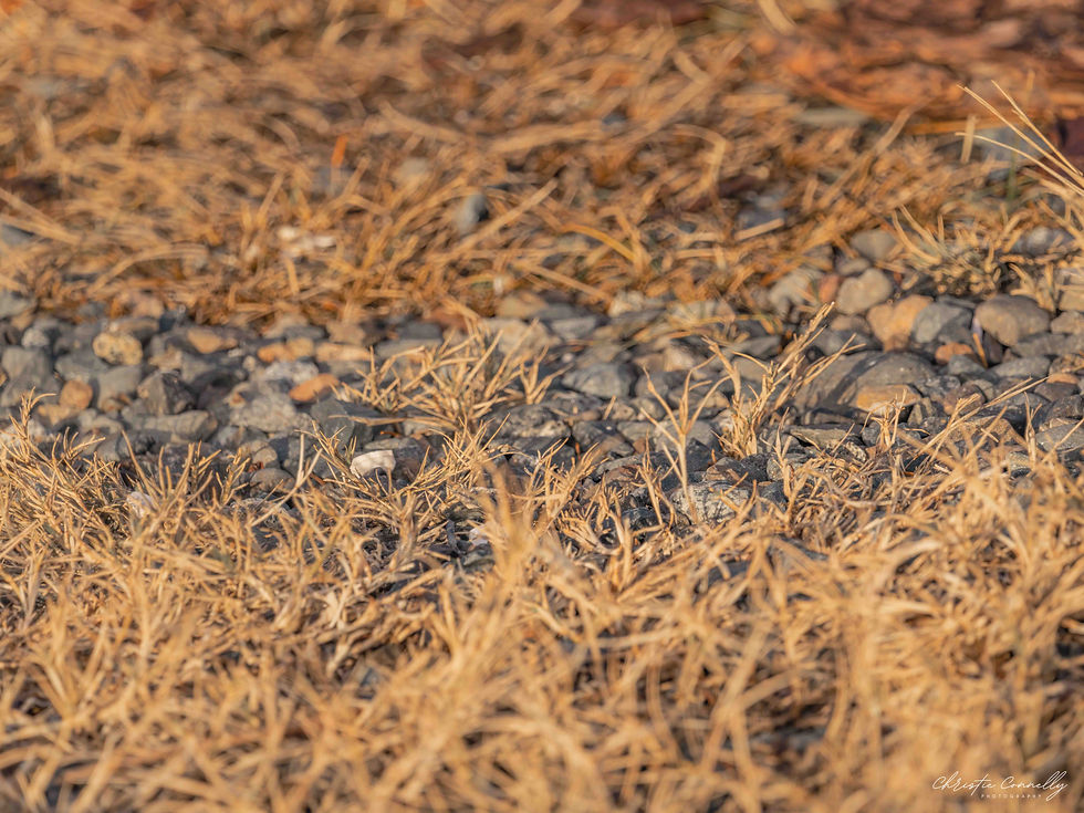 Dry, golden grass and scattered rocks in sunlight create a textured, autumnal scene. No visible subjects or text. Mood: tranquil, earthy.