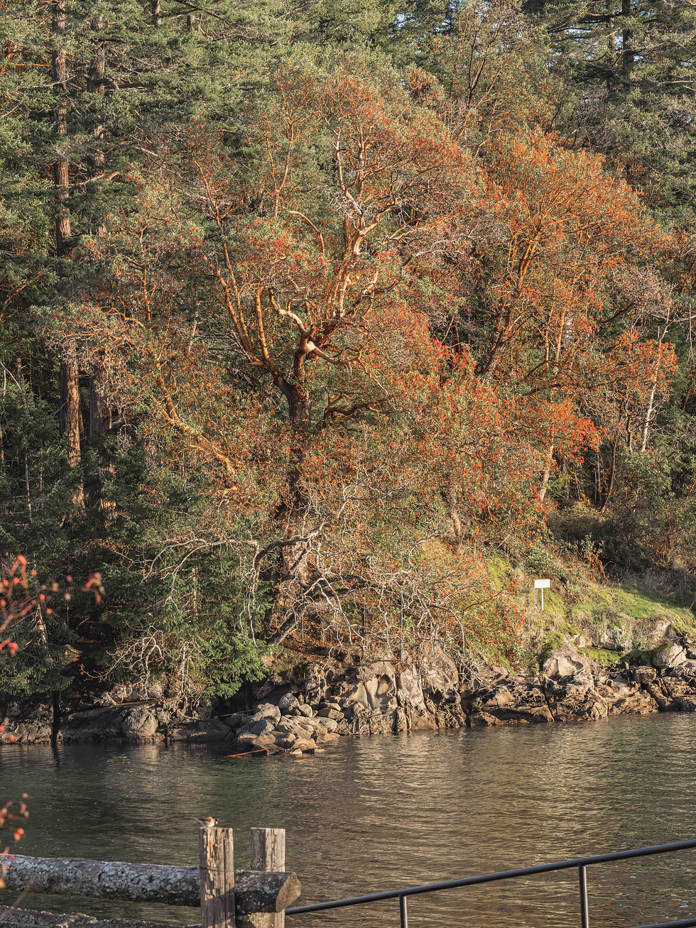 Trees with orange and green leaves by a rocky shoreline, water in the foreground, and a wooden fence. A peaceful, natural setting.