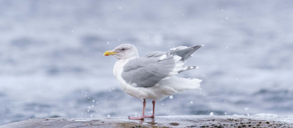 A happy little grey and white seagull shakes water off his feathers. hes standing on a pitted rock with a smooth surface. The ocean is in the background.