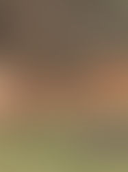 Sheep walk down a countryside dirt road in the fall