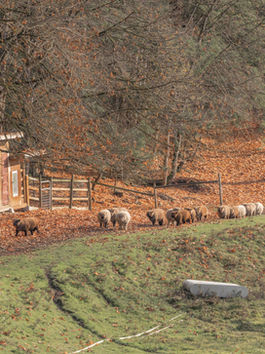 Sheep walk down a countryside dirt road in the fall