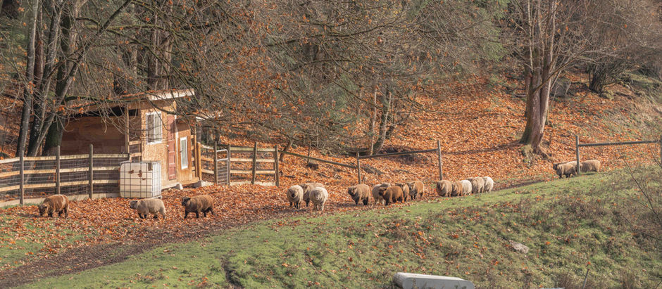 Sheep walk down a countryside dirt road in the fall