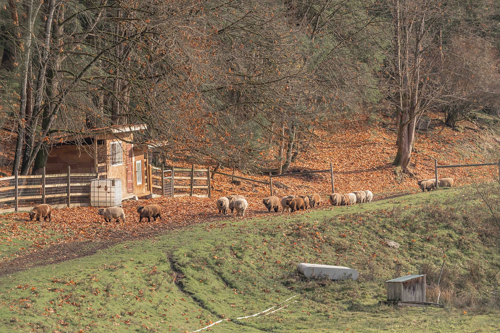 Sheep walk down a countryside dirt road in the fall