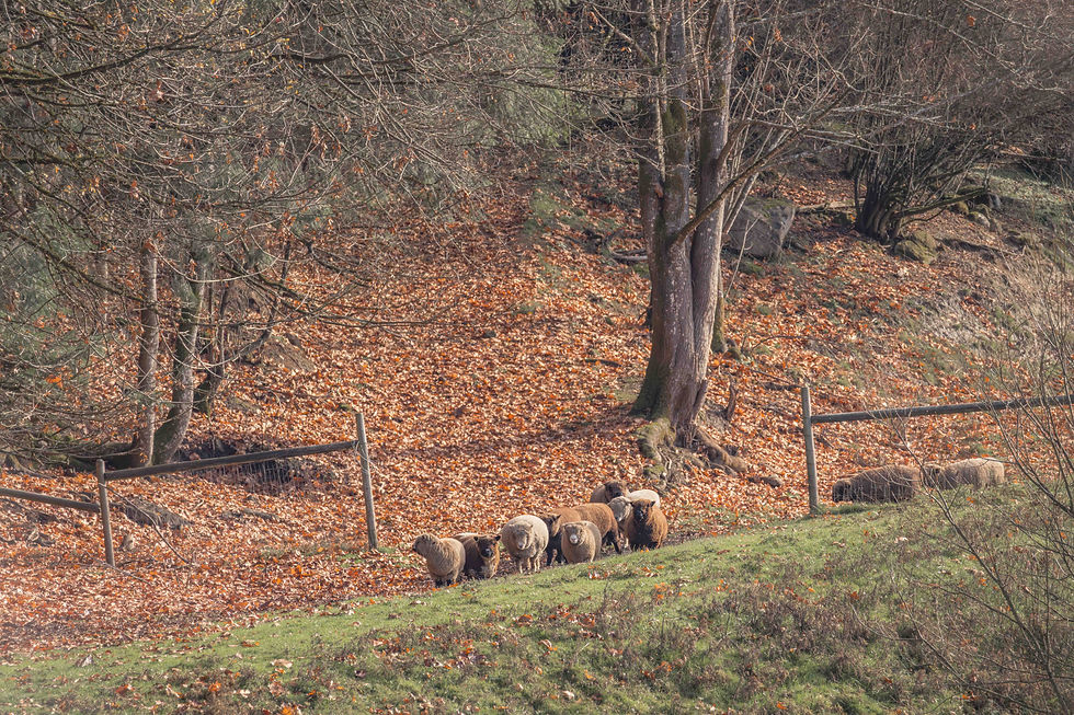 Sheep graze on a grassy hillside, surrounded by leaf-covered ground and bare trees. A rustic fence runs through the autumn landscape.