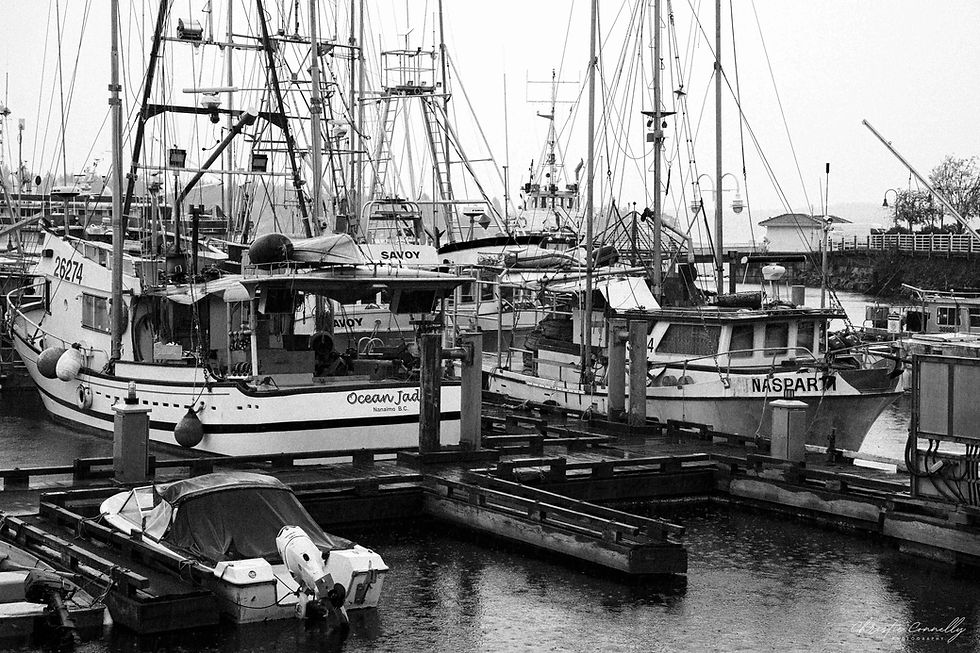 Fishing boats docked in a marina, with masts and rigging visible. A black-and-white setting creates a calm, nostalgic mood.