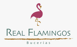 Real Flamingos