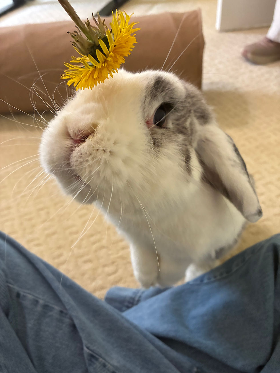 Moo. He'll do anything for a little treat.