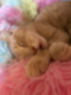 This cat was conked out until it was time for treats.