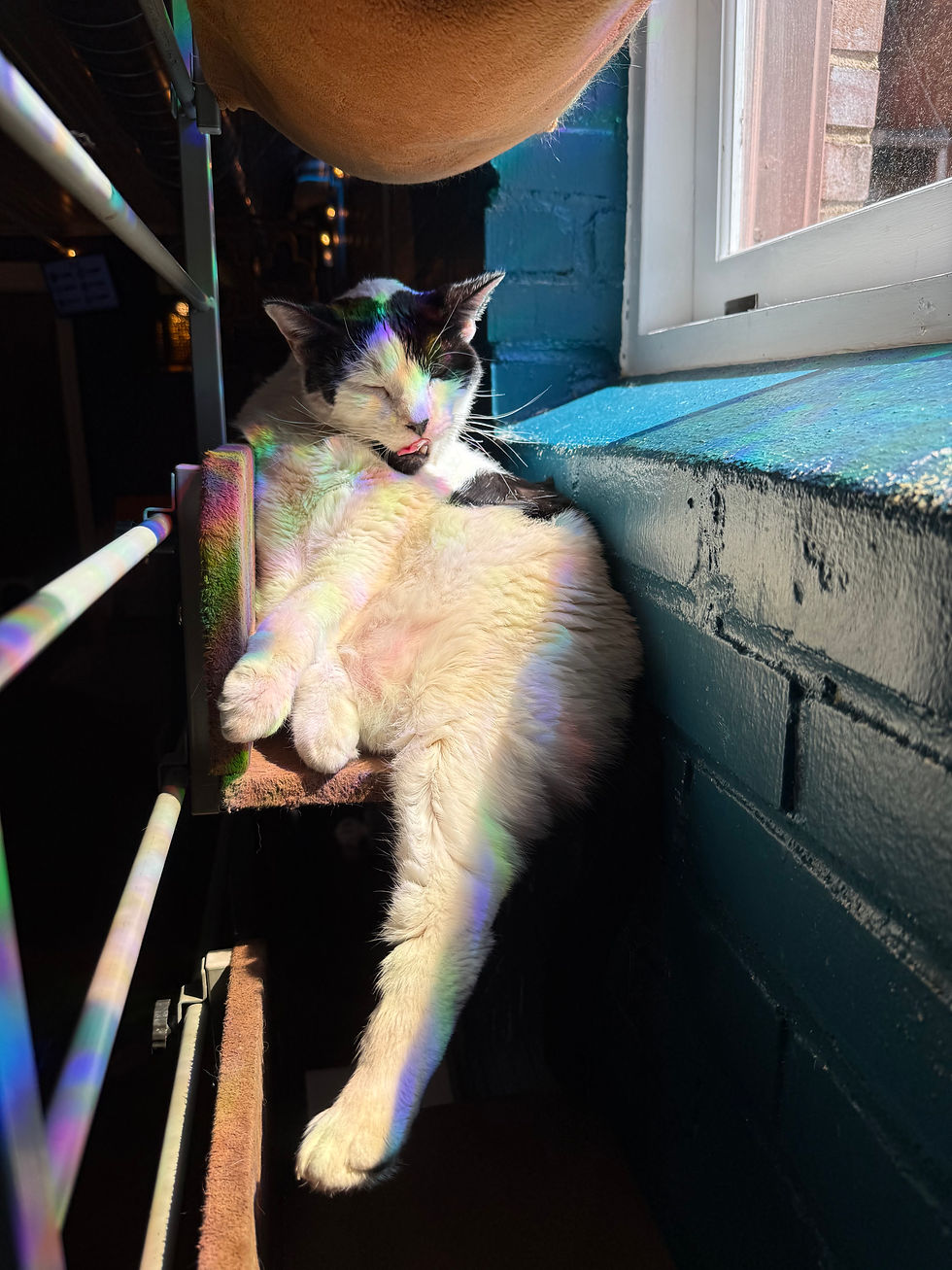 I think SassyTina might have been the biggest cat in the cafe