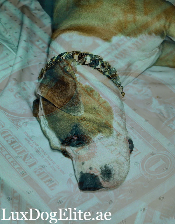 Thumbnail: Exclusive stainless steel cuban chain gold