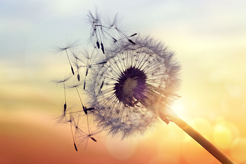 AdobeStock_111082134.jpeg