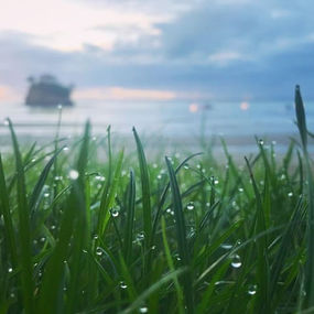 雨上がりの朝に輝く若葉と朝露
